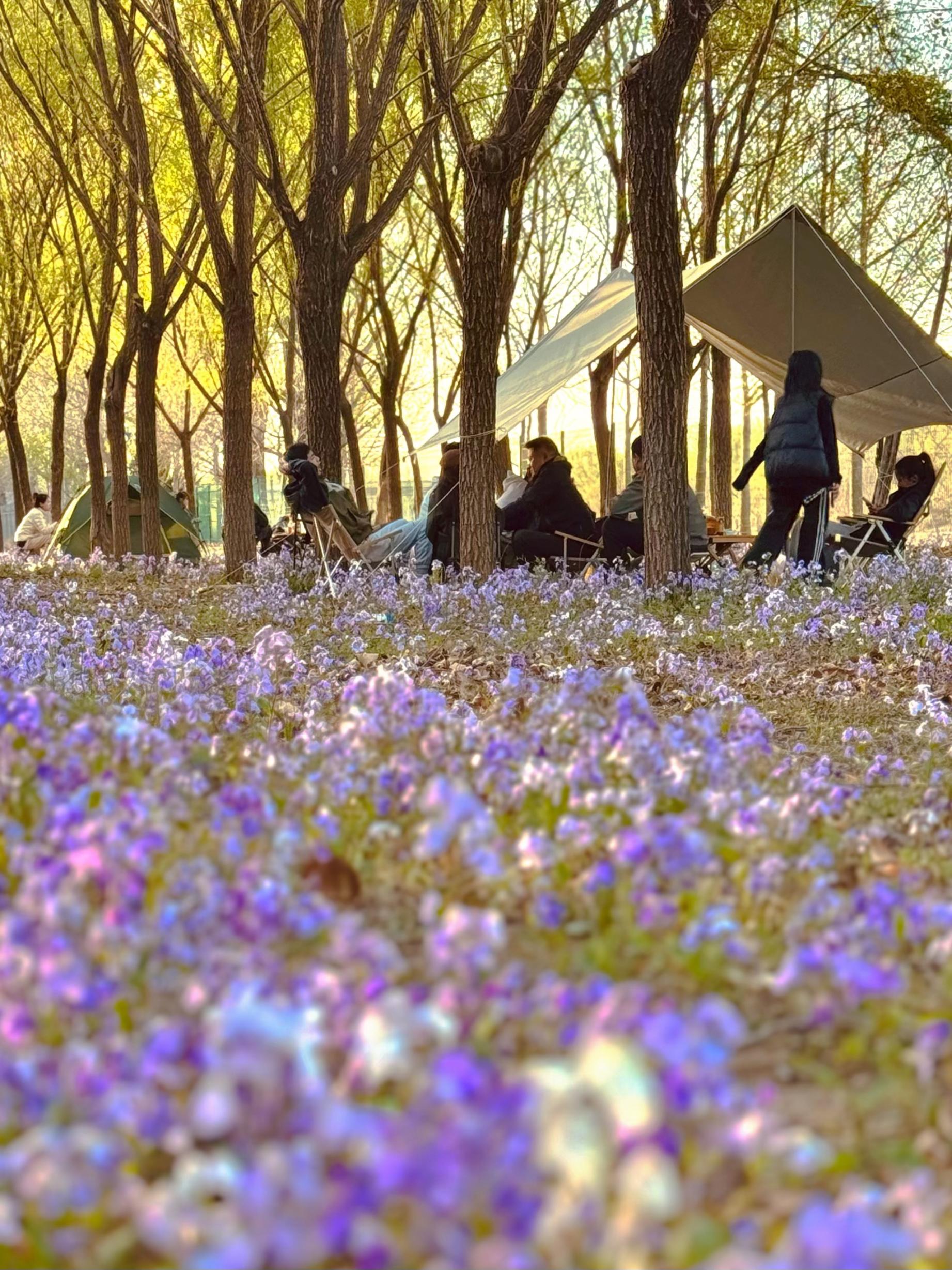 清明假期期間，范女士一家在北京溫榆河邊露營。受訪者供圖