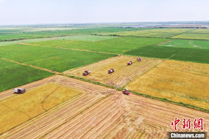 圖為在南昌縣大田農(nóng)社，收割機正在收割早稻。　劉力鑫 攝