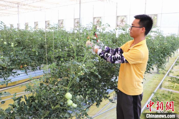 圖為在紅谷灘區(qū)元宇宙·VR數(shù)字農(nóng)業(yè)示范基地七彩番茄培育車間內(nèi)，農(nóng)業(yè)技術員正在對番茄植株進行修剪?！⌒苠\陽 攝