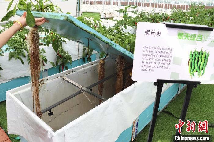 圖為在南昌市紅谷灘區(qū)元宇宙·VR數(shù)字農(nóng)業(yè)示范基地氣霧培養(yǎng)車間里，螺絲椒長勢良好?！⌒苠\陽 攝